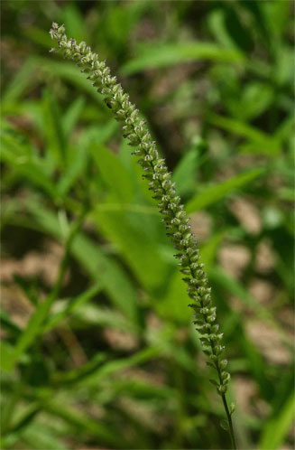 Tragus berteronianus 