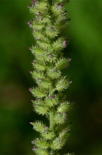 Tragus berteronianus 