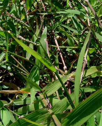 Brachiaria arrecta 