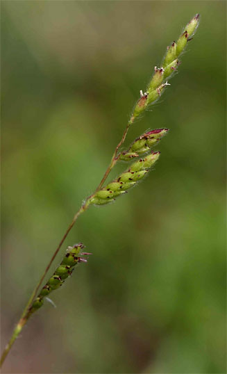 Brachiaria bovonei 