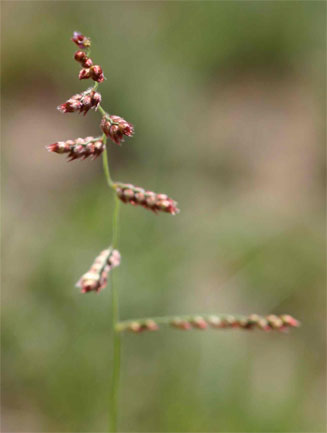 Brachiaria serrata 