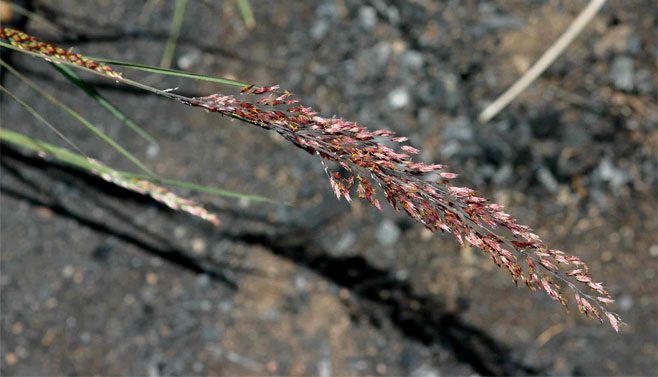 Melinis nerviglumis