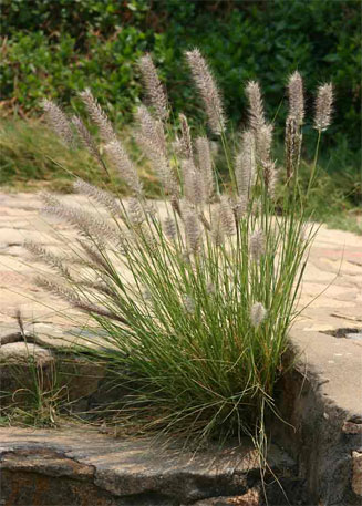 Pennisetum setaceum (Fountain grass, Pronkgras) 