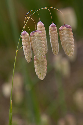 Briza&nbsp;maxima 