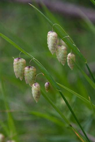 Briza&nbsp;maxima 