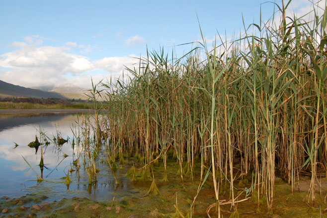 Phragmites australis