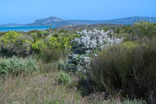 Willdenowia incurvata 