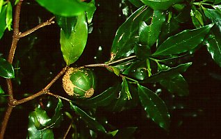 Rothmannia capensis