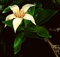 Rothmannia capensis