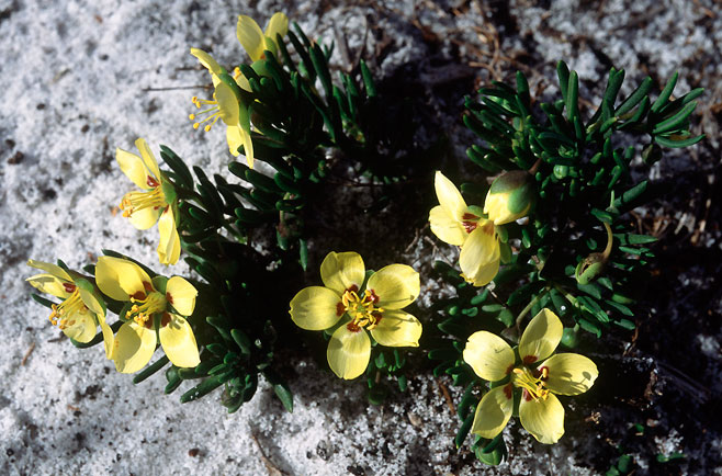 Zygophyllum spinosum 
